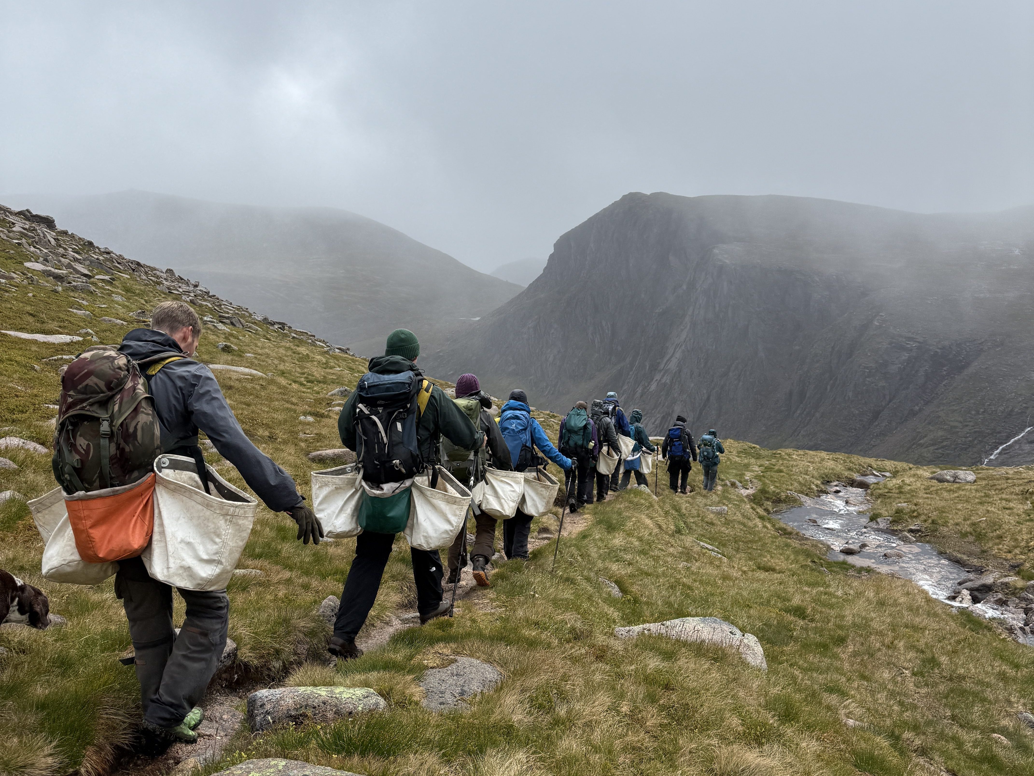 Joining A Cairngorms Connect Willow Walk To Loch A’an: Carrying Saplings Into a Recovering Landscape